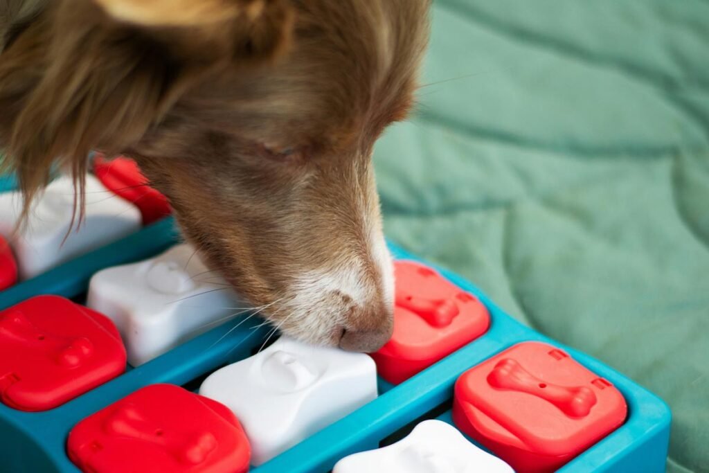 Le jeu de stimulation intellectuelle - Wyatt Toys