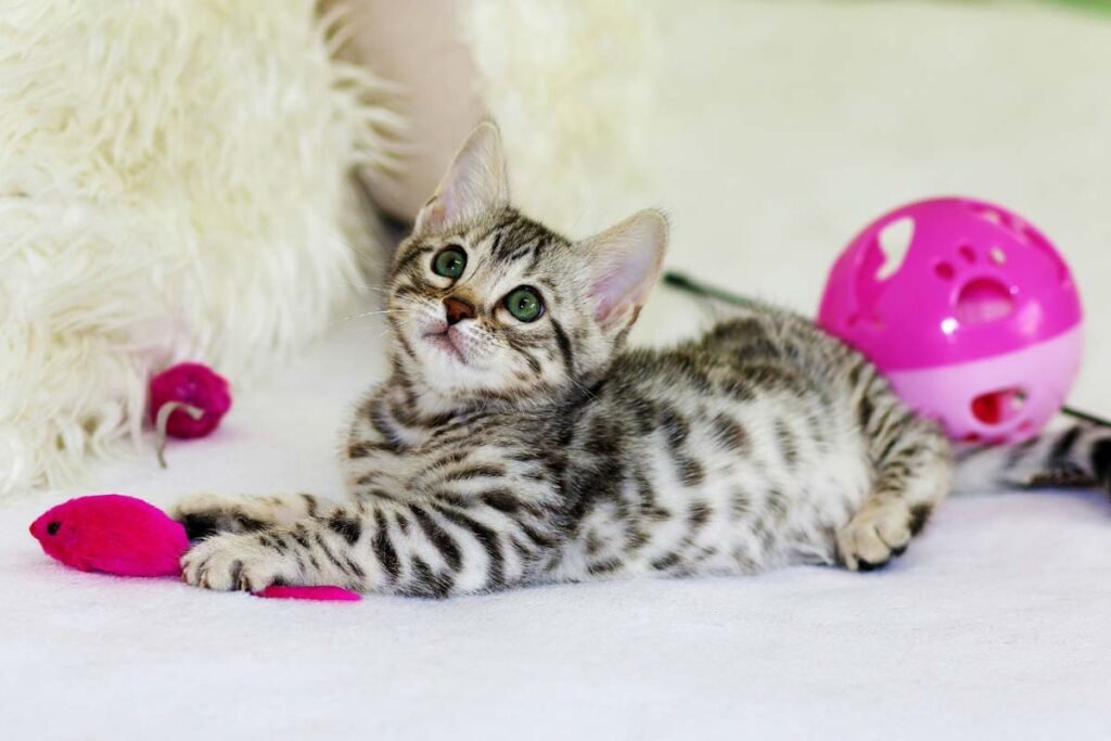 L’importance du jouet pour le chat