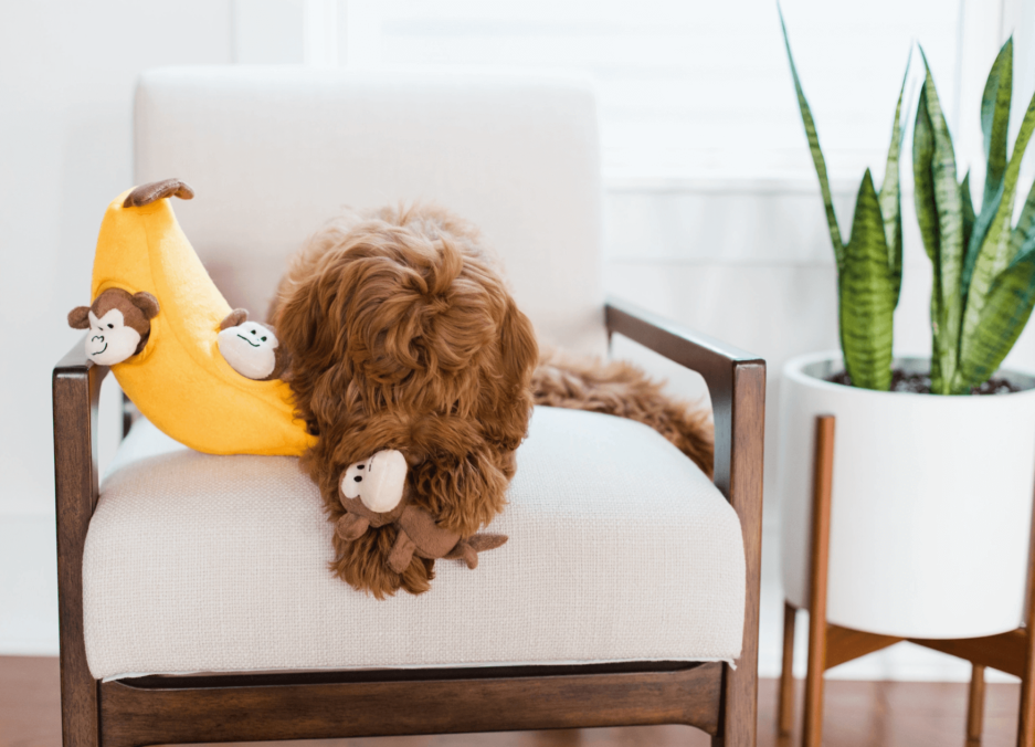 Jouet interactif débutant pour chien - Zippy Burrow Singe et banane - Zippypaws