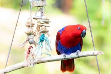 Choisir un jouet adapté à son animal