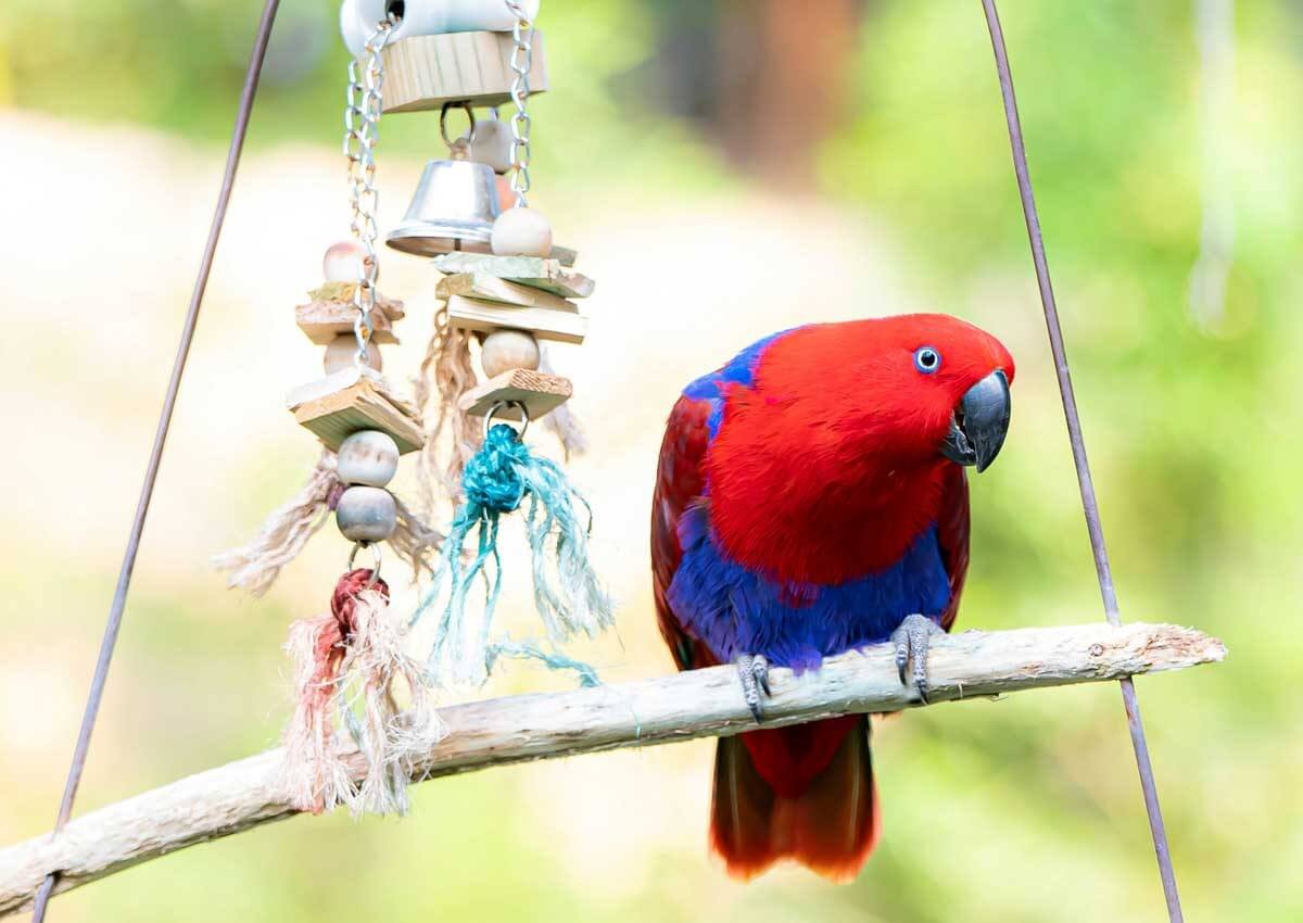 Choisir un jouet adapté à son animal