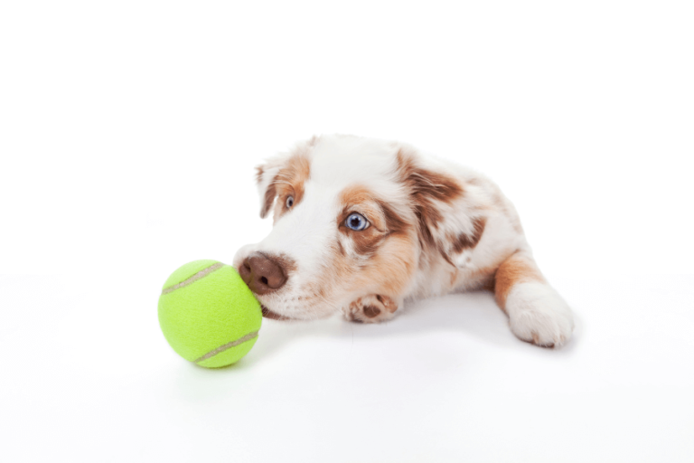 Conseils pour jouer avec un chien hyperactif le Berger Australien