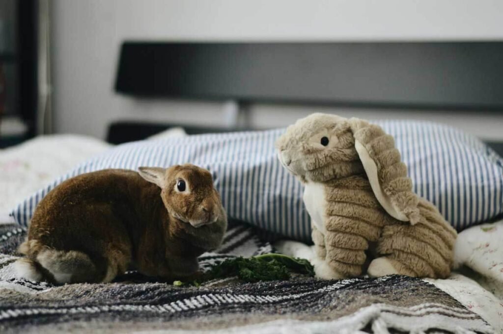 L’incompatibilité des jouets pour enfants et des animaux de compagnie