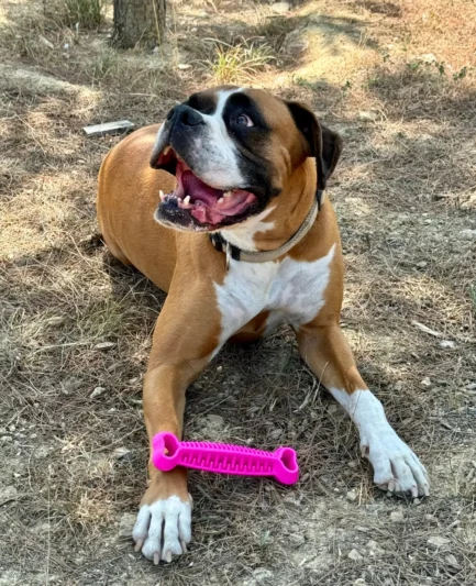 Un chien boxer couché à l'extérieur avec son jouet flottant fiboone rose fluo