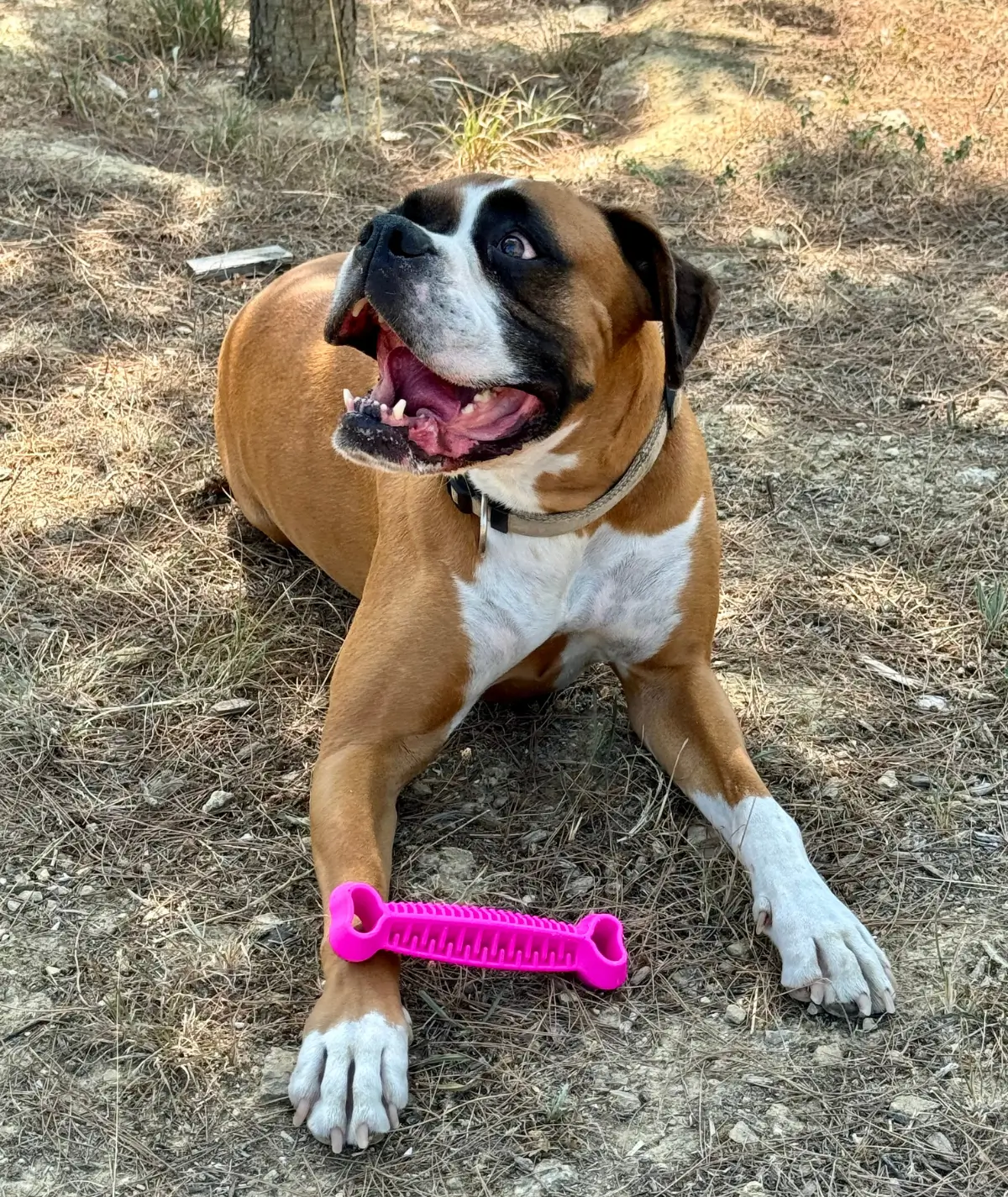Un chien boxer couché à l'extérieur avec son jouet flottant fiboone rose fluo