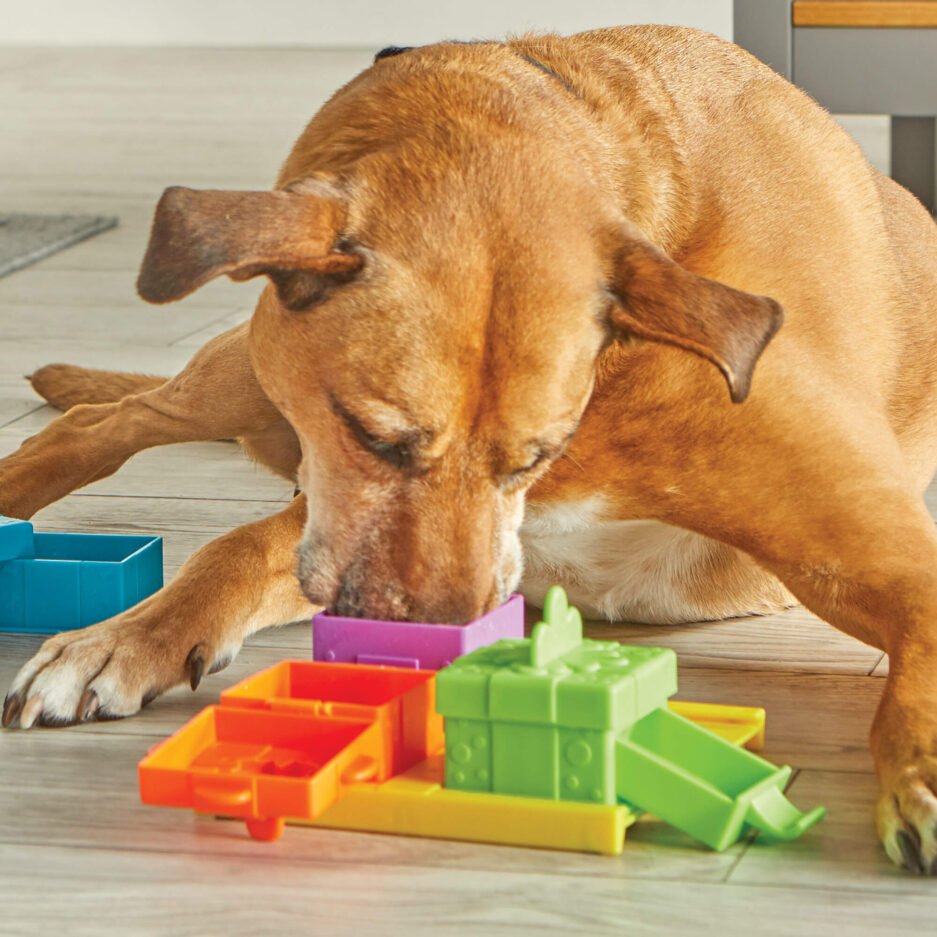 jouet d'intelligence pour chien fête surprise Birghtkins