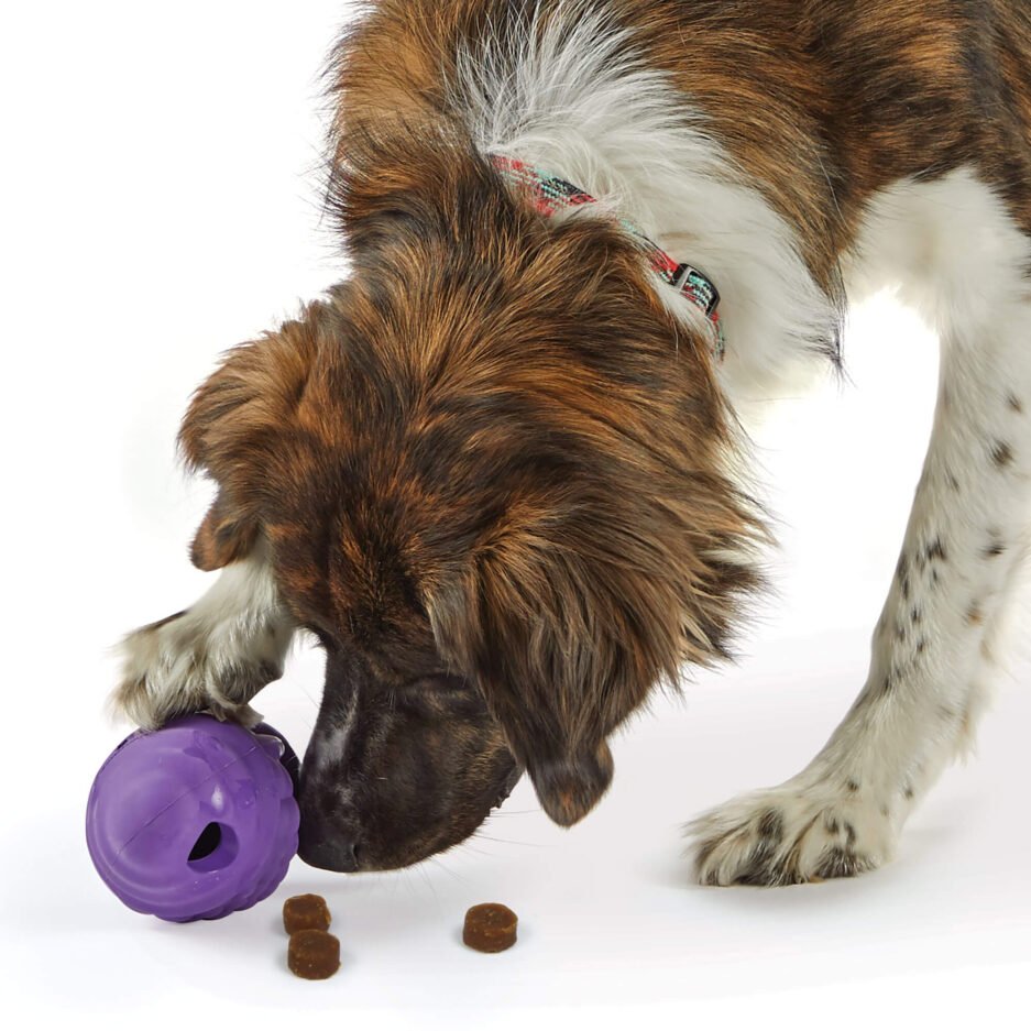 distributeur interactif de croquettes et friandises Gnome pour chien