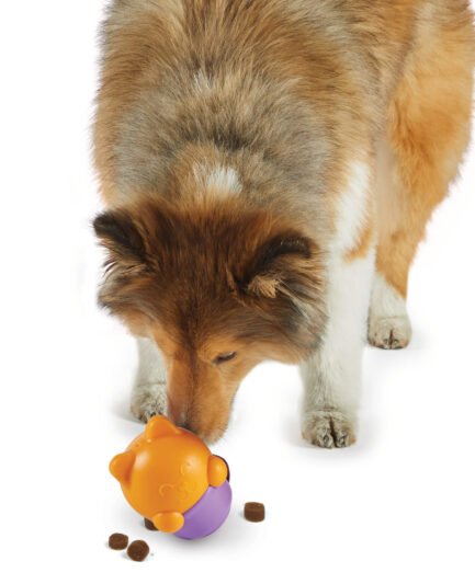 distributeur de croquettes et friandises pour chien, Chaton