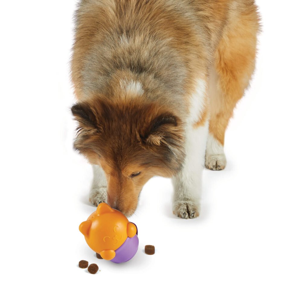 distributeur de croquettes et friandises pour chien, Chaton