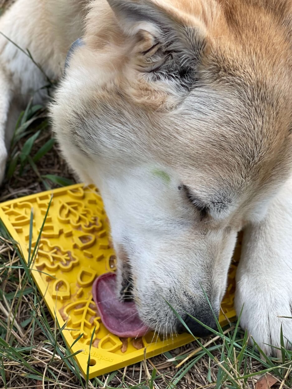 Tapis à lécher pour l'enrichissement de la viande au design automnal