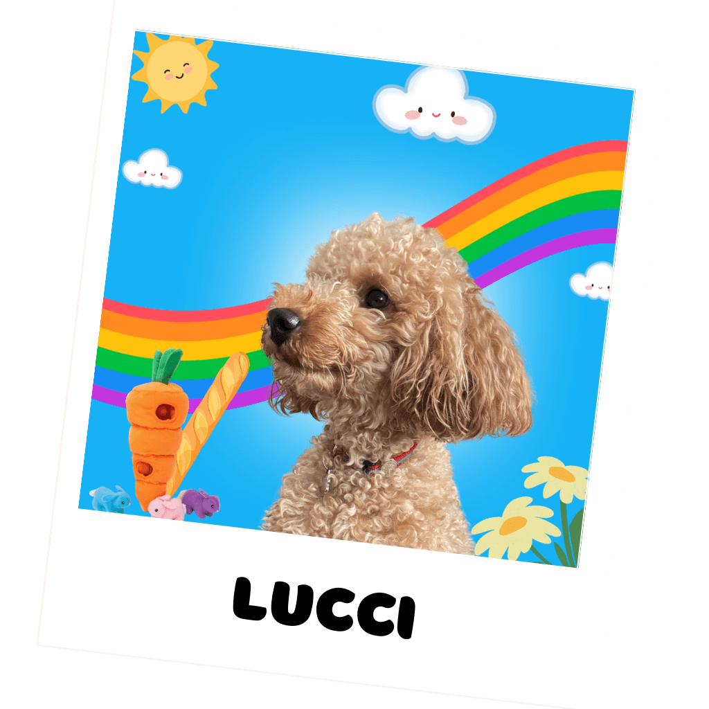 Lucci, mascotte de Wyatt Toys, magasin de jouets pour animaux