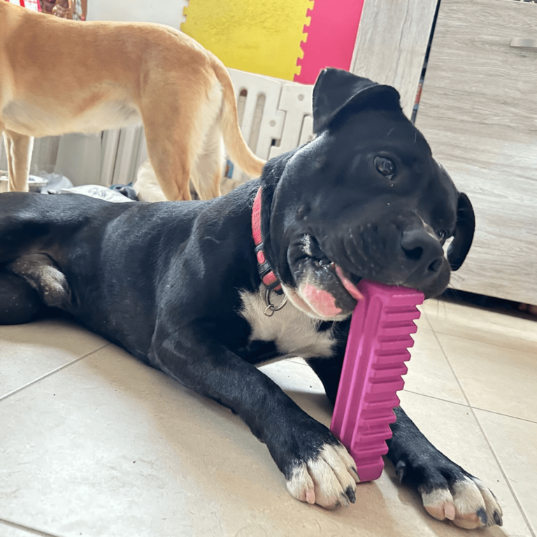 Chien jouant avec le Stick 5 – un jouet durable pour occuper et apaiser votre compagnon.