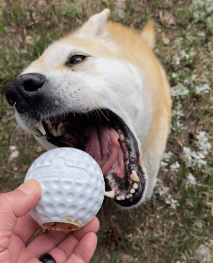 Distributeur de friandises en caoutchouc pour balles de golf et jouet d'enrichissement Sodapup