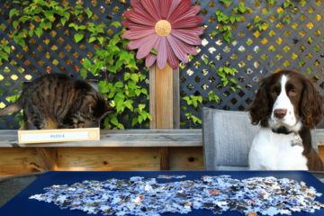 Chien et chat assis devant des pièces de puzzle humain – Illustration du déclin cognitif et des jeux de stimulation mentale adaptés aux animaux seniors.