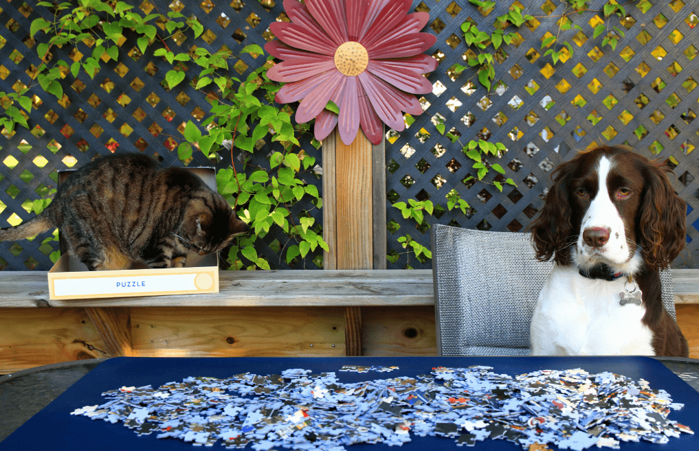 Chien et chat assis devant des pièces de puzzle humain – Illustration du déclin cognitif et des jeux de stimulation mentale adaptés aux animaux seniors.