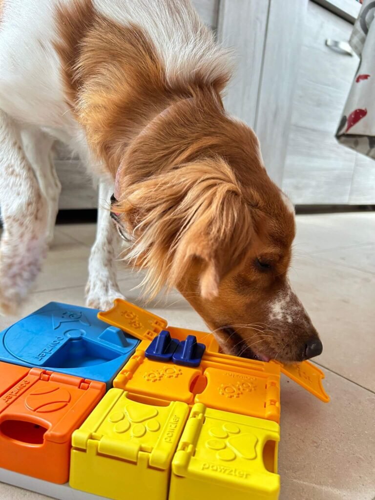 Jouets interactifs animaux, Enrichissement mental chien, Jouets pour chats actifs, Comportements problématiques chien, Comportements problématiques chat, Jouets pour chiens, Jouets pour chats