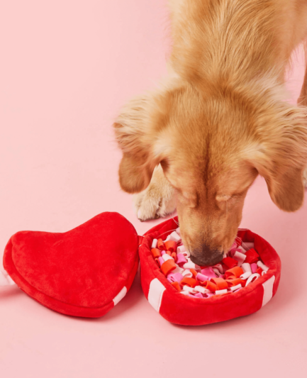 Chien jouant avec une peluche interactive en forme de cœur – le cadeau idéal pour une Saint-Valentin réussie !