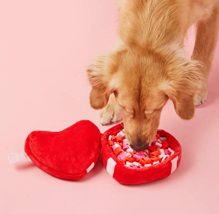 Chien jouant avec une peluche interactive en forme de cœur – le cadeau idéal pour une Saint-Valentin réussie !