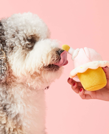 Chien heureux jouant avec une peluche interactive en forme de cupcake – jouet de fouille stimulant et anti-ennui.