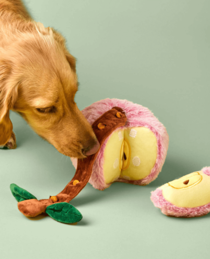 Un chien explore avec enthousiasme la peluche de fouille Pomme, utilisant son flair pour chercher les friandises cachées à l’intérieur. Ses pattes et son museau s’activent pour dénicher la récompense.