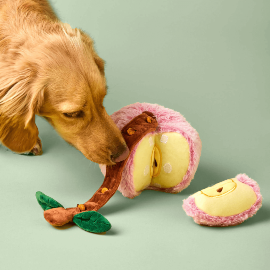 Un chien explore avec enthousiasme la peluche de fouille Pomme, utilisant son flair pour chercher les friandises cachées à l’intérieur. Ses pattes et son museau s’activent pour dénicher la récompense.