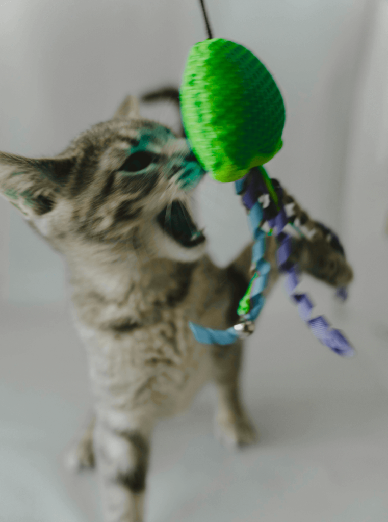 Chat jouant avec un jouet vert sur un parquet