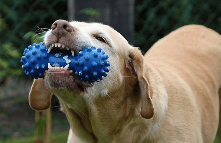 Chien jouant avec un jouet bleu dans l’herbe