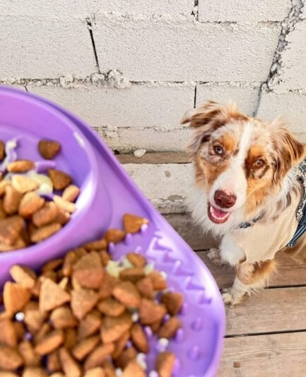 Chien utilisant un tapis de léchage en forme de buffet