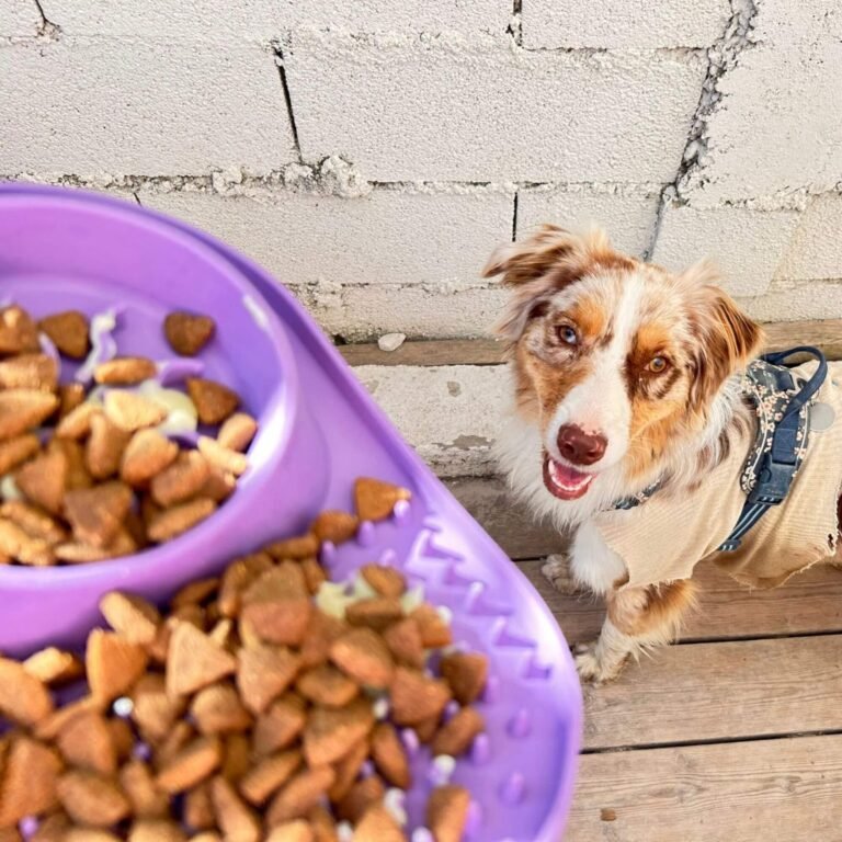 Chien utilisant un tapis de léchage en forme de buffet