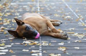 jouets pour malinois