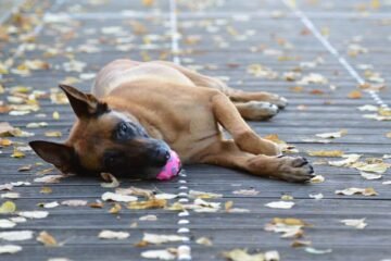 jouets pour malinois