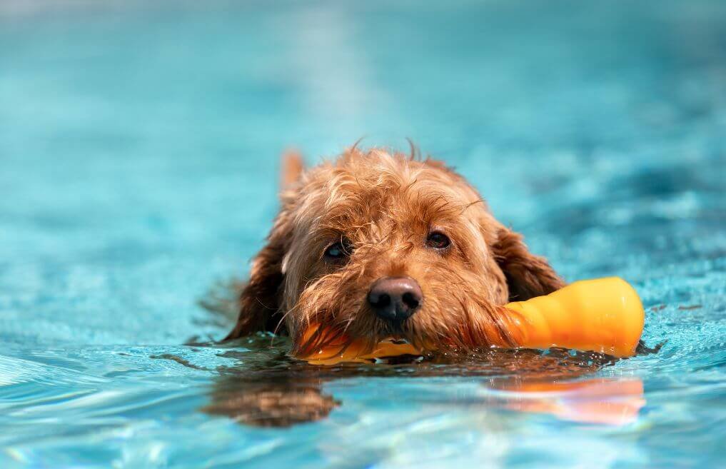 Chien heureux jouant avec un jouet d’eau pendant une journée chaude d’été