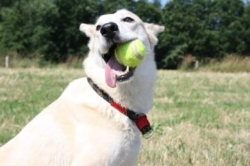 chien qui joue dans un jardin ombragé pendant une journée estivale