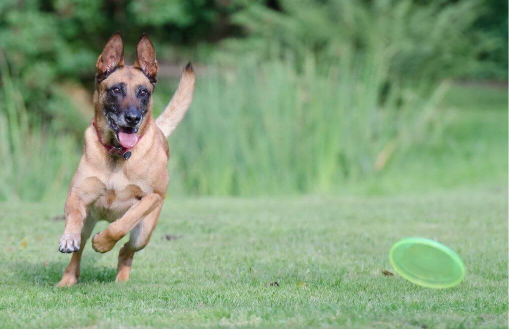 jouet résistant chien malinois
