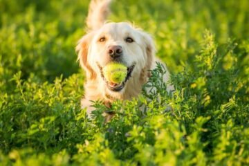 Golden Retriever jouant dans l’herbe avec une balle de tennis dans la gueule.