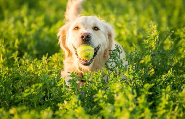 Golden Retriever jouant dans l’herbe avec une balle de tennis dans la gueule.