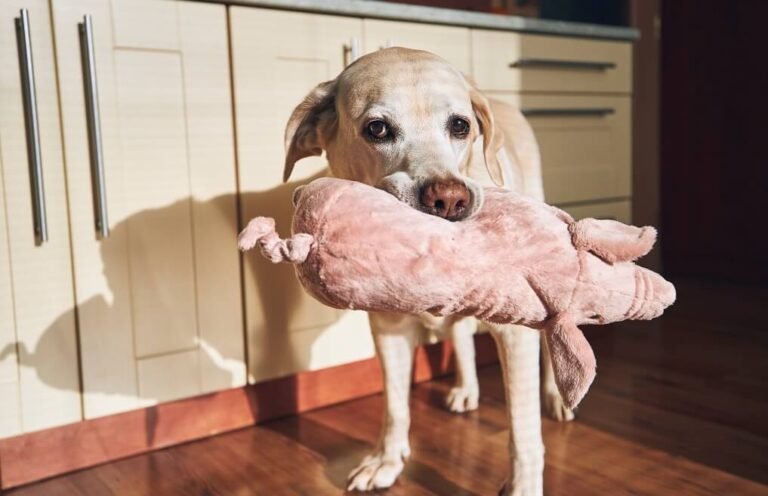Chien câlinant sa peluche pour chien dans son panier