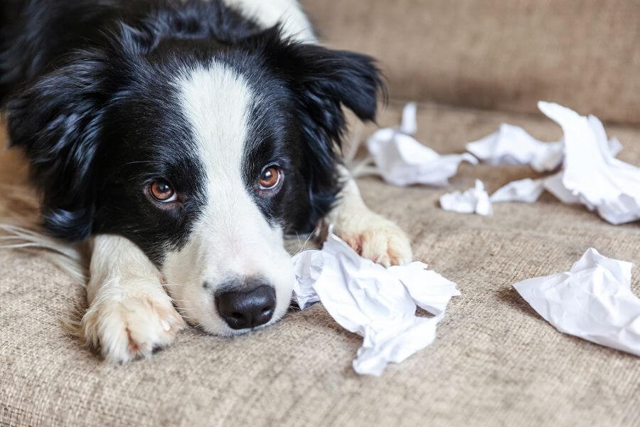 Chien allongé sur un canapé entouré de papier déchiré, signe d’ennui et de destruction pendant l’absence de son maître