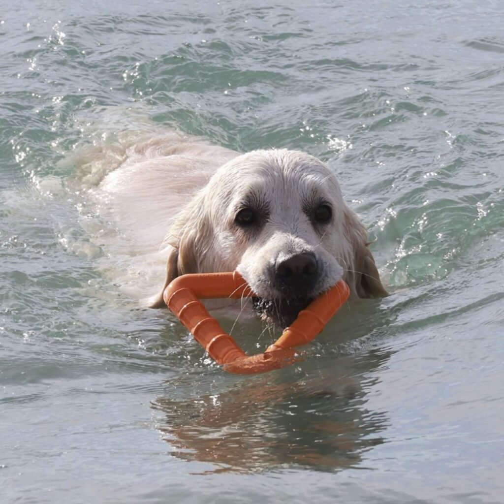 Jouet interactif pour chien actif, parfait pour les jeux aquatiques et pour renforcer la complicité maître-chien.