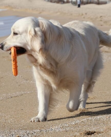 Chien hyperactif jouant avec le jouet chien flottant Triwater Rucan dans une rivière