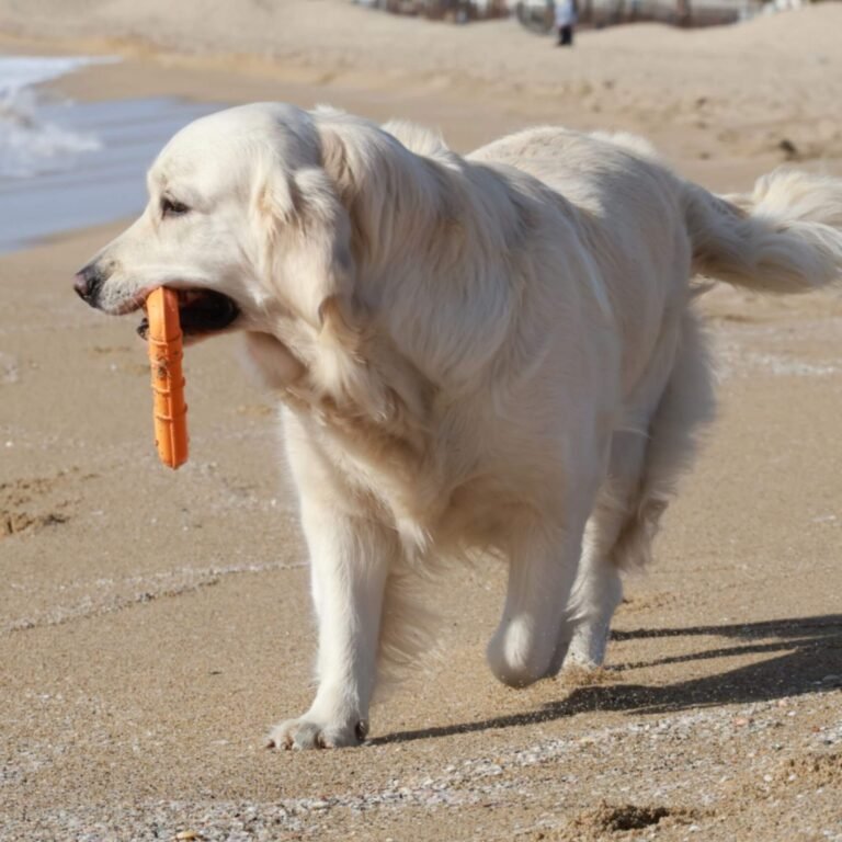 Chien hyperactif jouant avec le jouet chien flottant Triwater Rucan dans une rivière