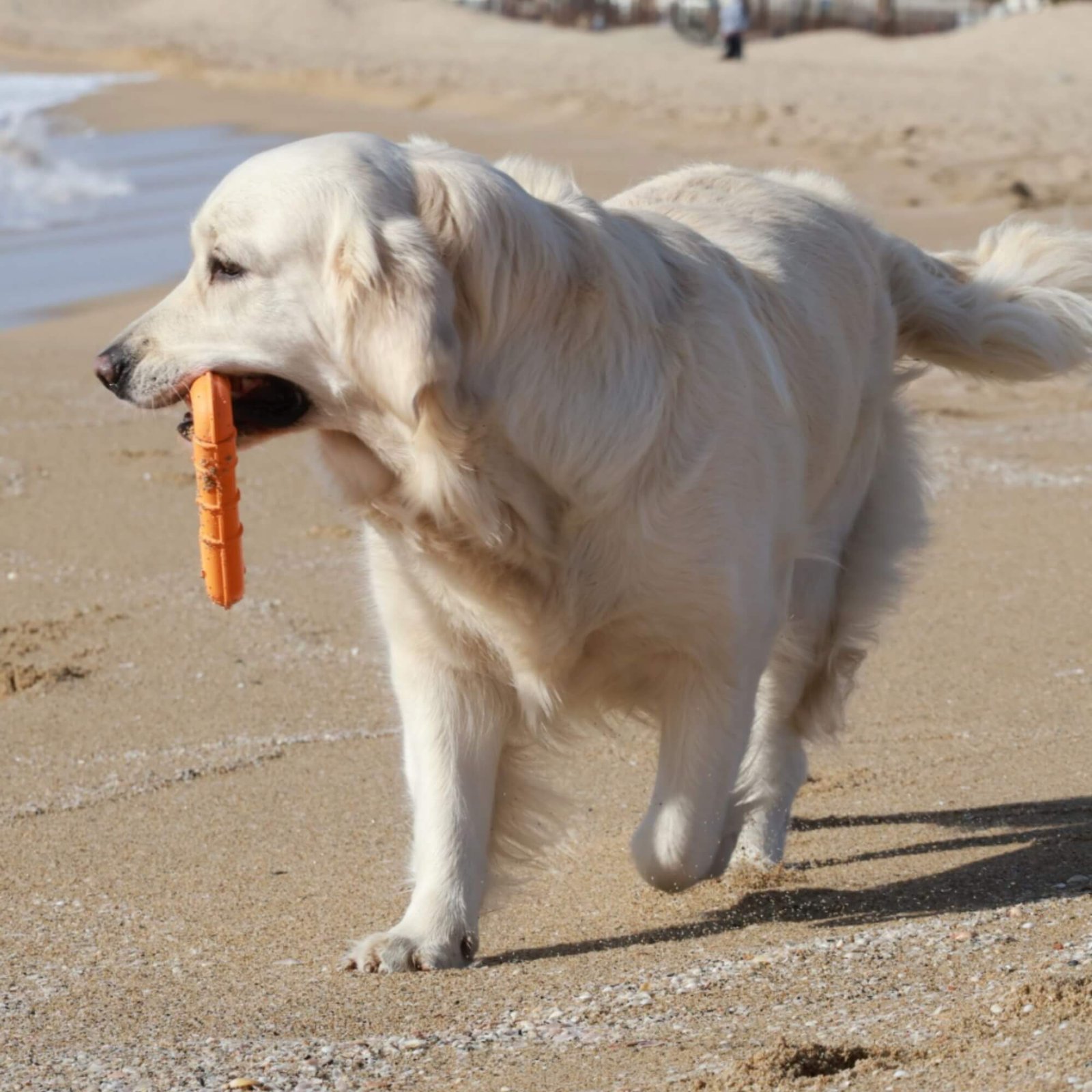 Chien utilisant le jouet Triwater Chien hyperactif jouant avec le jouet chien flottant Triwater Rucan dans une rivière