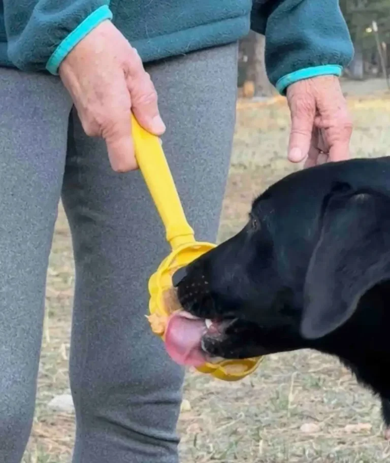 Chien en train d'utiliser le jouet interactif SodaPup pour s'occuper et se détendre