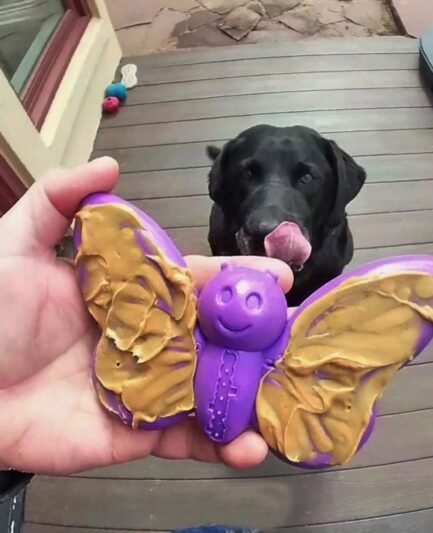 Jouet à beurre d'arachide chien en nylon durable pour un défi de stimulation mentale chien.