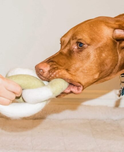 Chien jouant au tir à la corde avec un jouet Awoo écologique sans plastique