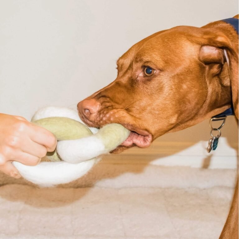 Chien jouant au tir à la corde avec un jouet Awoo écologique sans plastique