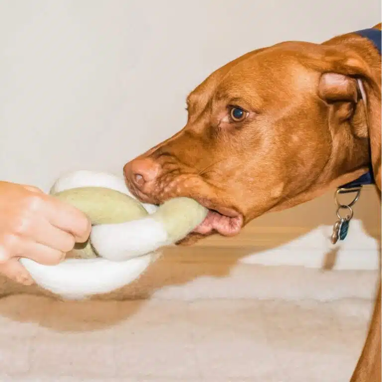 Chien jouant au tir à la corde avec un jouet Awoo écologique sans plastique
