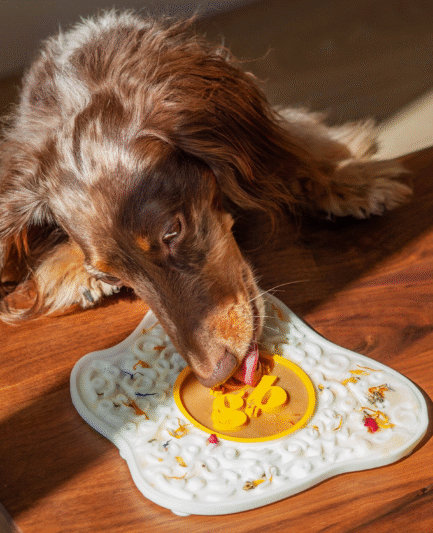 Chien léchant le tapis œuf Ollie B. Good, moment de calme et d’enrichissement sensoriel.