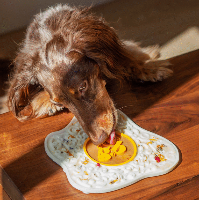 Chien léchant le tapis œuf Ollie B. Good, moment de calme et d’enrichissement sensoriel.