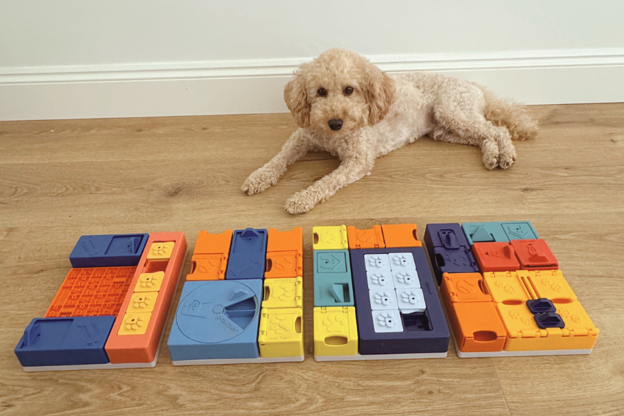 Chien caniche beige couché sur un sol en bois, près de grands blocs de jeux pour animaux empilés en couleurs orange, bleu, jaune et violet, style puzzle interactif. Chien caniche beige couché sur un sol en bois, près de grands blocs de jeux pour animaux empilés en couleurs orange, bleu, jaune et violet, style puzzle interactif.